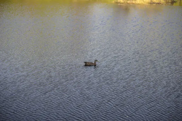Göle dalgalı suda ördek kuş — Stok fotoğraf