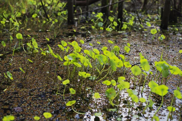 水の滴を緑の植物 — ストック写真