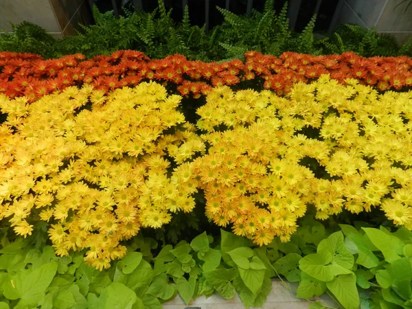 Beyaz Oxeye papatya çiçek ve sarı