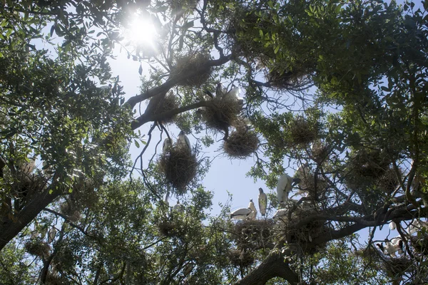 Yuva güneşli gün ve mavi gökyüzü ağaçta kuş