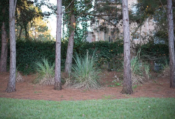 Bahar mayo ağaçlar parkta doğrultusunda