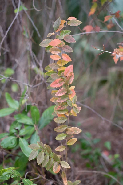 sonbahar yaprakları arka plan