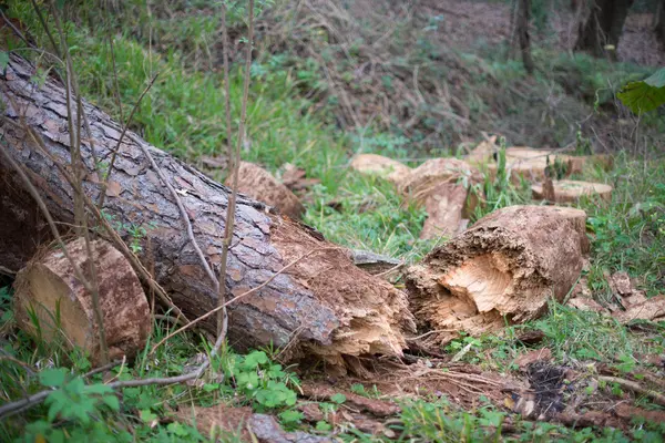 Padlý strom po bouři — Stock fotografie