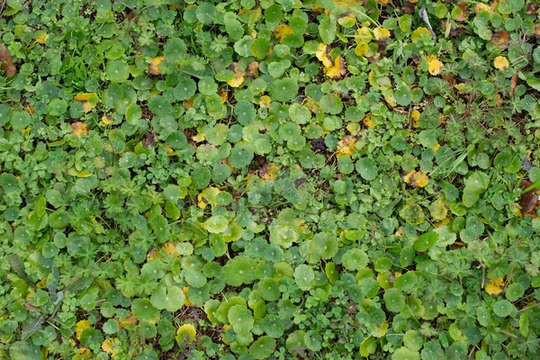 Autumn little plants bush background texture pattern — Stock Photo, Image