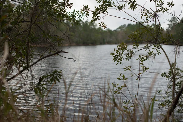 枝に囲まれた湖ビュー — ストック写真