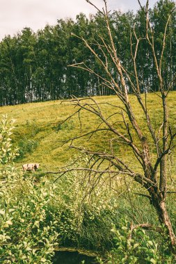 Solmuş ağaç arka plan Hills.