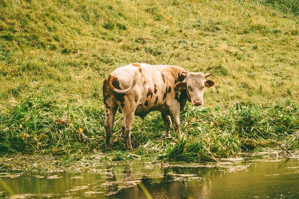 Osoby dorosłej krowy pasące się na łące w pobliżu rzeki. — Zdjęcie stockowe