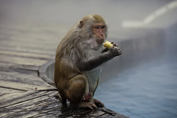 Affe isst Bananen Stockbild
