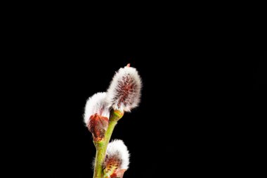 bir siyah söğüt dalına