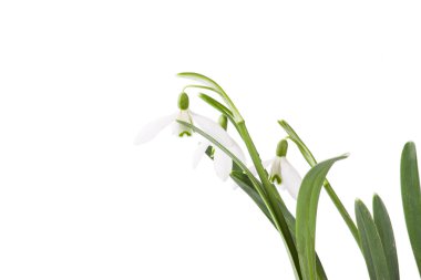 kardelen buket üzerinde beyaz izole