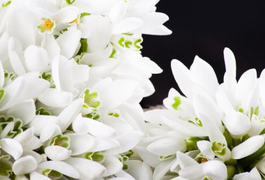 kardelen grup siyah arka plan üzerine