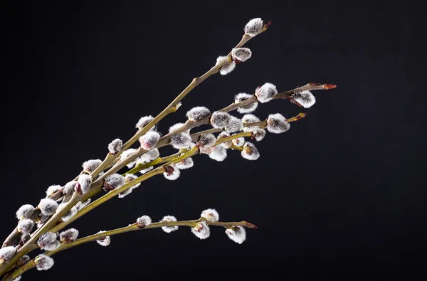 Pussy-willow twigs isolated — Stock fotografie