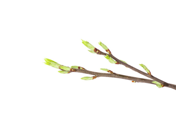 Отделение источника
