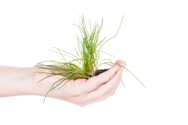Elinde çimen yeşil — Stok fotoğraf