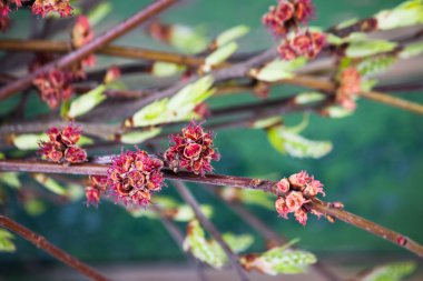 Bahar dalı yakın çekim