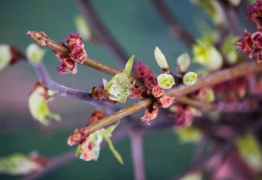Bahar dalı yakın çekim