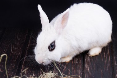 Paskalya tavşanı oturur