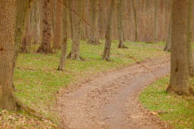 Ormanda bir patika var.