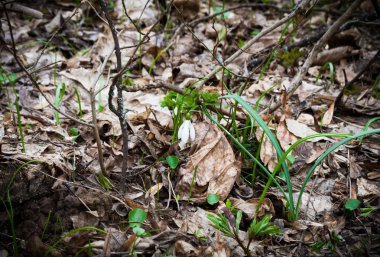 kardelen eski yaprakları karşı