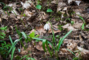 kardelen eski yaprakları karşı