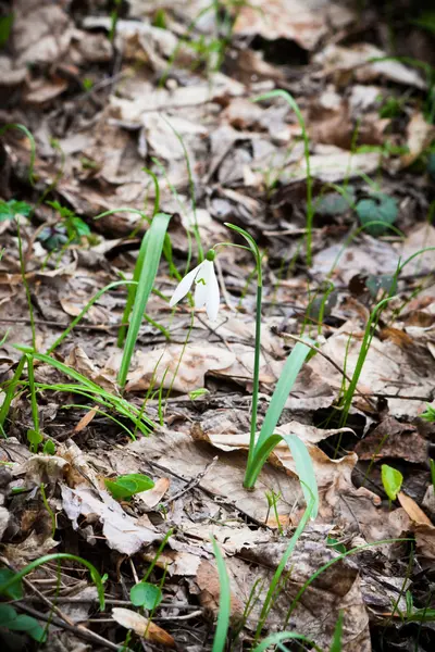 kardelen eski yaprakları karşı