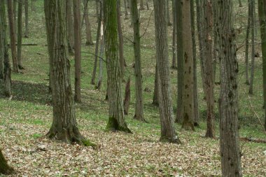 Ormanın içinde görüntülemek