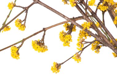 Sarı Bahar Dalı