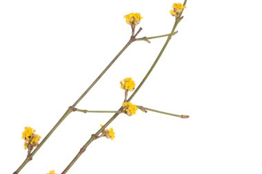 Sarı Bahar Dalı
