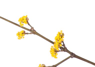 Sarı Bahar Dalı