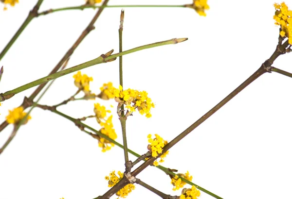Ramură galbenă de primăvară — Fotografie, imagine de stoc