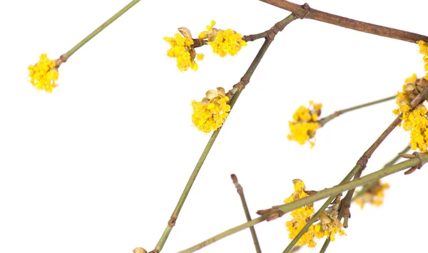 Gele voorjaar branch — Stockfoto