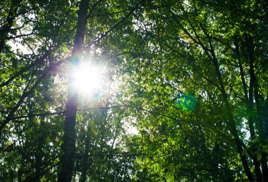 Yeşil yaprak dokusu.