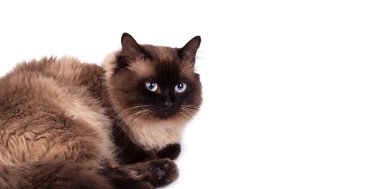 Beyaz bir arka planda Siyam kedisi.