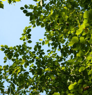 Yeşil yaprak dokusu.