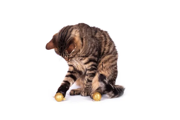 Tabby-Katze spielt mit Spielzeug. — Stockfoto