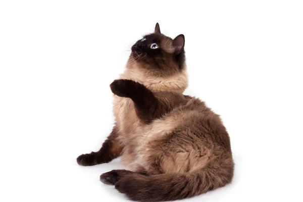 Siamese cat on a white background. — Stock Photo, Image