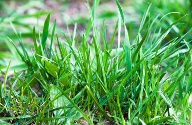 Bahçede taze yeşil çimenler.