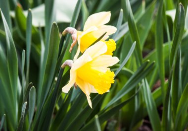 Bahçede güzel bahar çiçekleri.