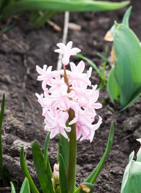 Bahçede güzel bahar çiçekleri.