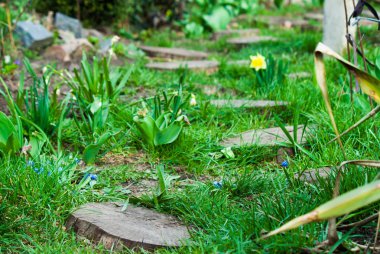 Bahçede taze yeşil çimenler.