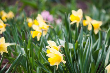 Bahçede güzel bahar çiçekleri.