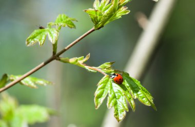 Uğur böceğim, makro çekim