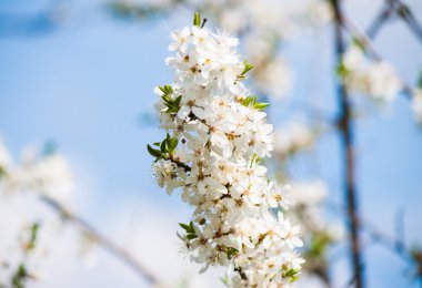 Çiçek açan bir ağacın dalı