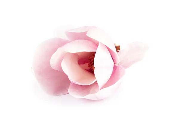 Een paar roze magnolia bloem — Stockfoto