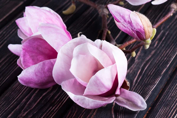 Magnolia verse Lentebloemen op hout — Stockfoto