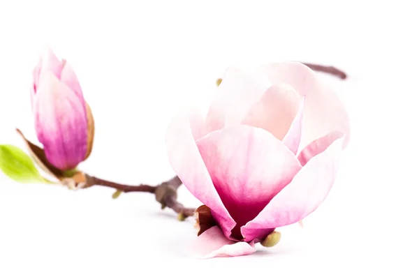 Een paar roze magnolia bloem — Stockfoto
