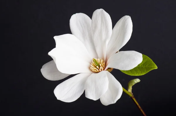 Vit magnolia flower närbild. — Stockfoto