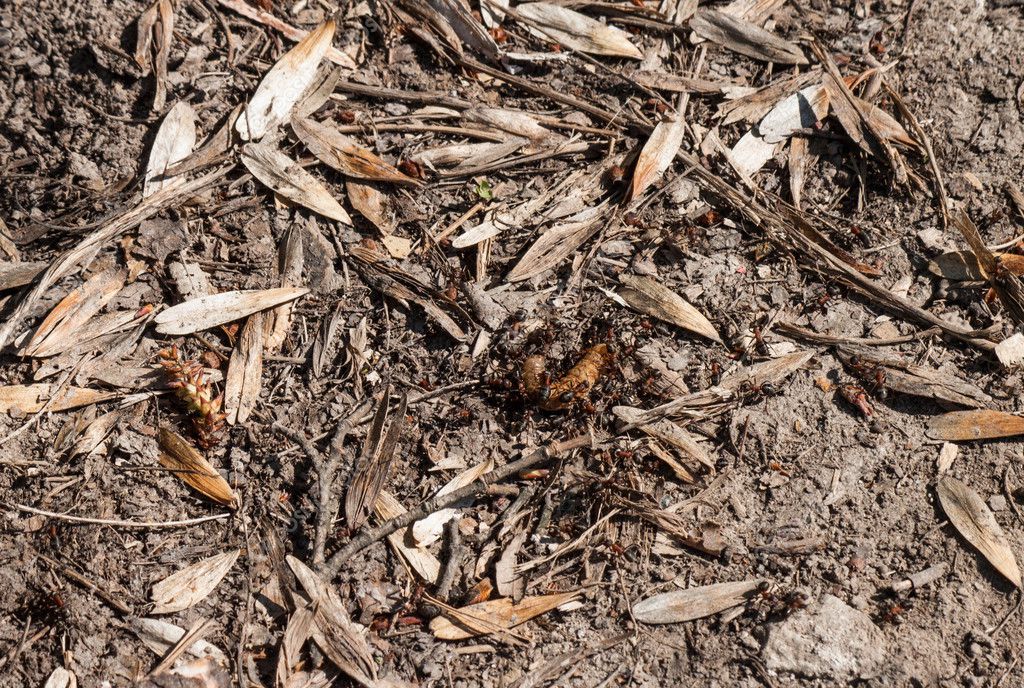 Ants eat the caterpillar — Stock Photo © Arybickii 106850316