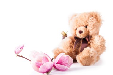 Güzel pembe bahar Magnolia çiçekleri