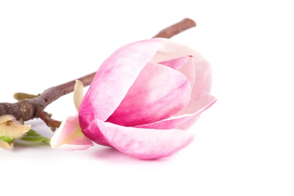 Spring magnolia blossoms — Stockfoto